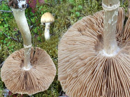 Cortinarius caperatus