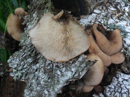 Lentinellus ursinus