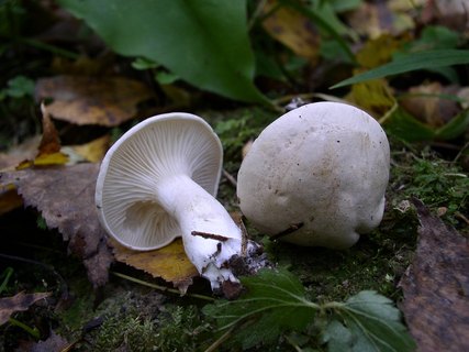 Clitocybe nebularis
