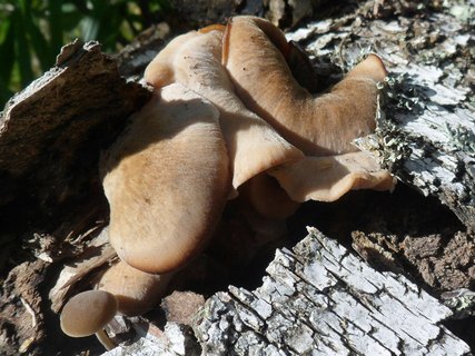 Lentinellus ursinus