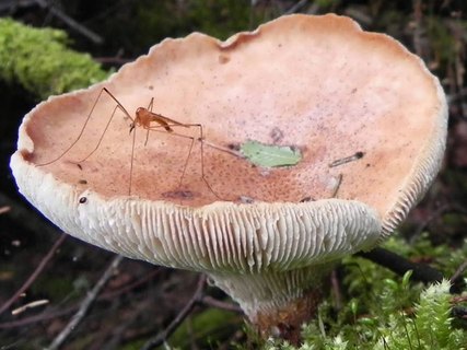 Neolentinus cyathiformis