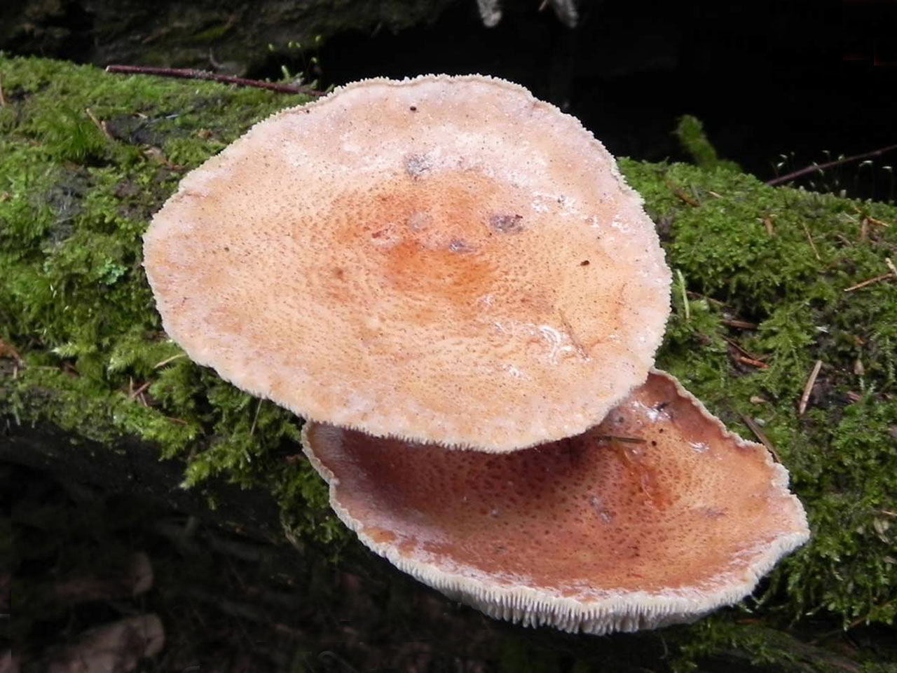 Neolentinus cyathiformis