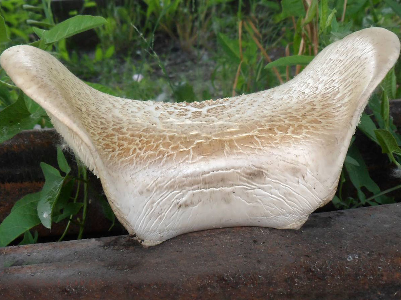 Neolentinus lepideus