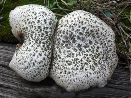 Neolentinus lepideus