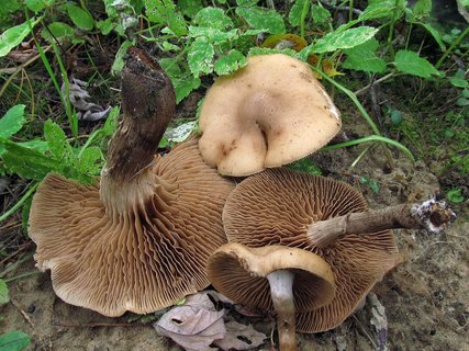 Agrocybe erebia