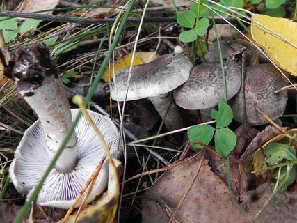 Tricholoma cingulatum