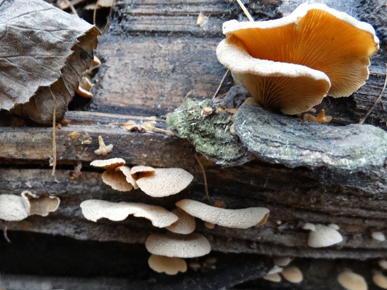 Panellus stipticus
