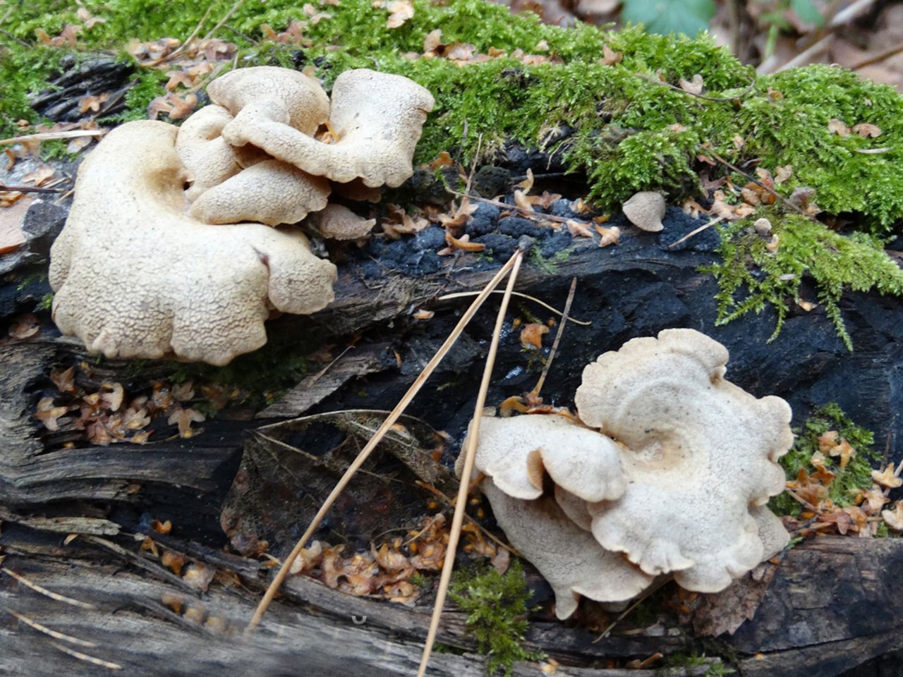 Panellus stipticus