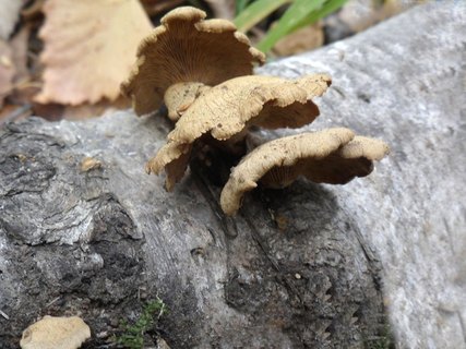 Panellus stipticus