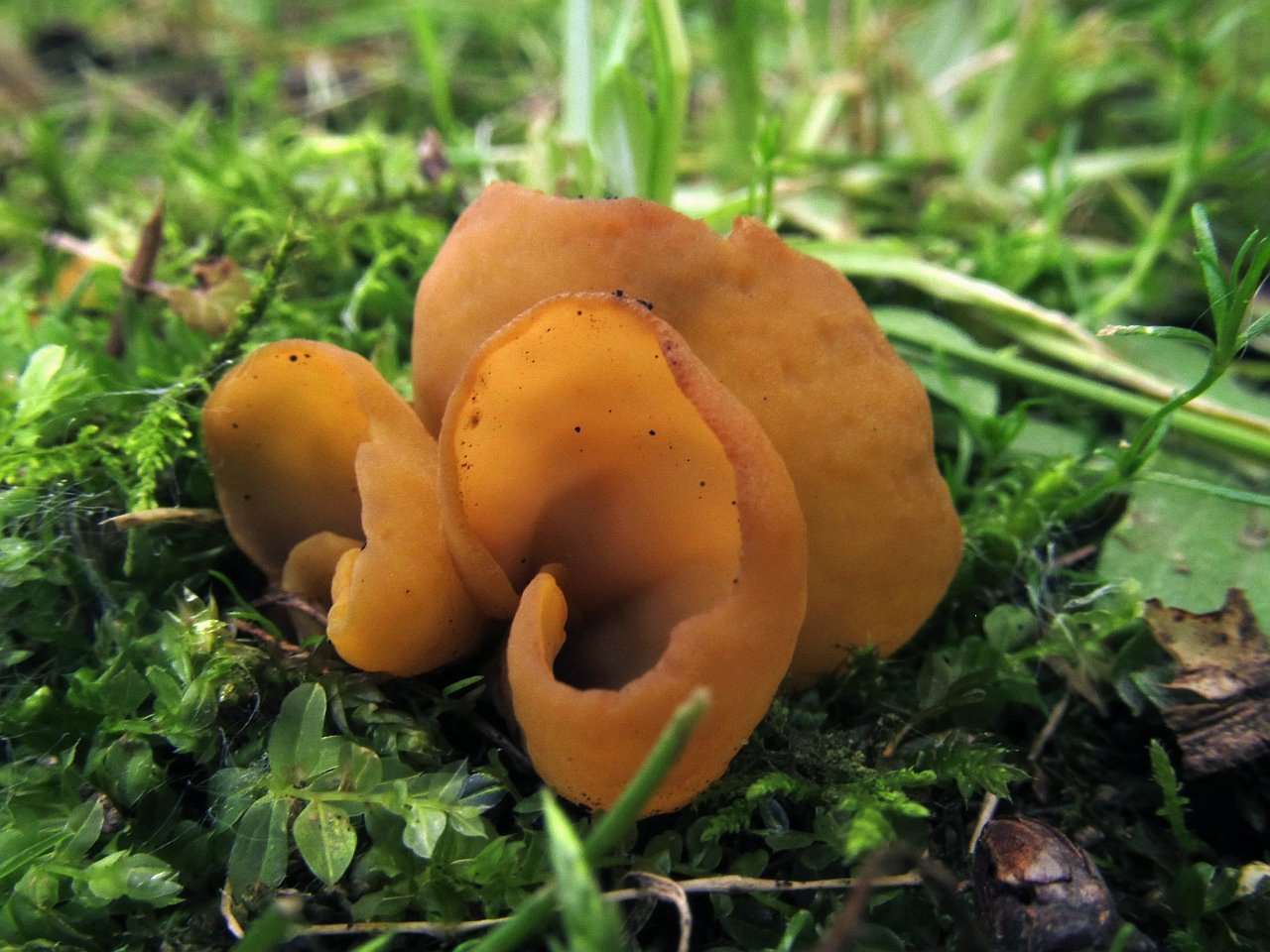 Flavoscypha