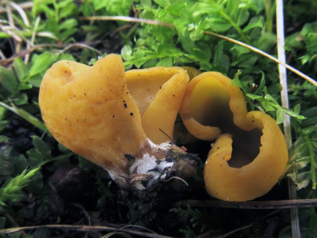 Flavoscypha cantharella