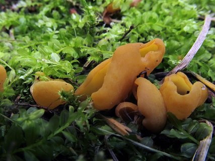 Flavoscypha cantharella