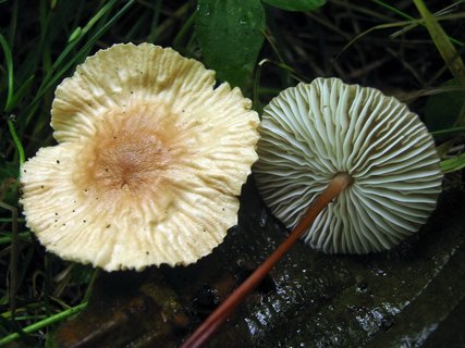 Mycetinis scorodonius