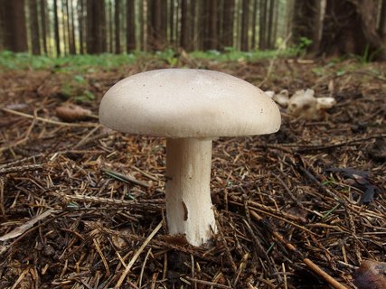 Clitocybe nebularis