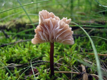 Mycetinis scorodonius