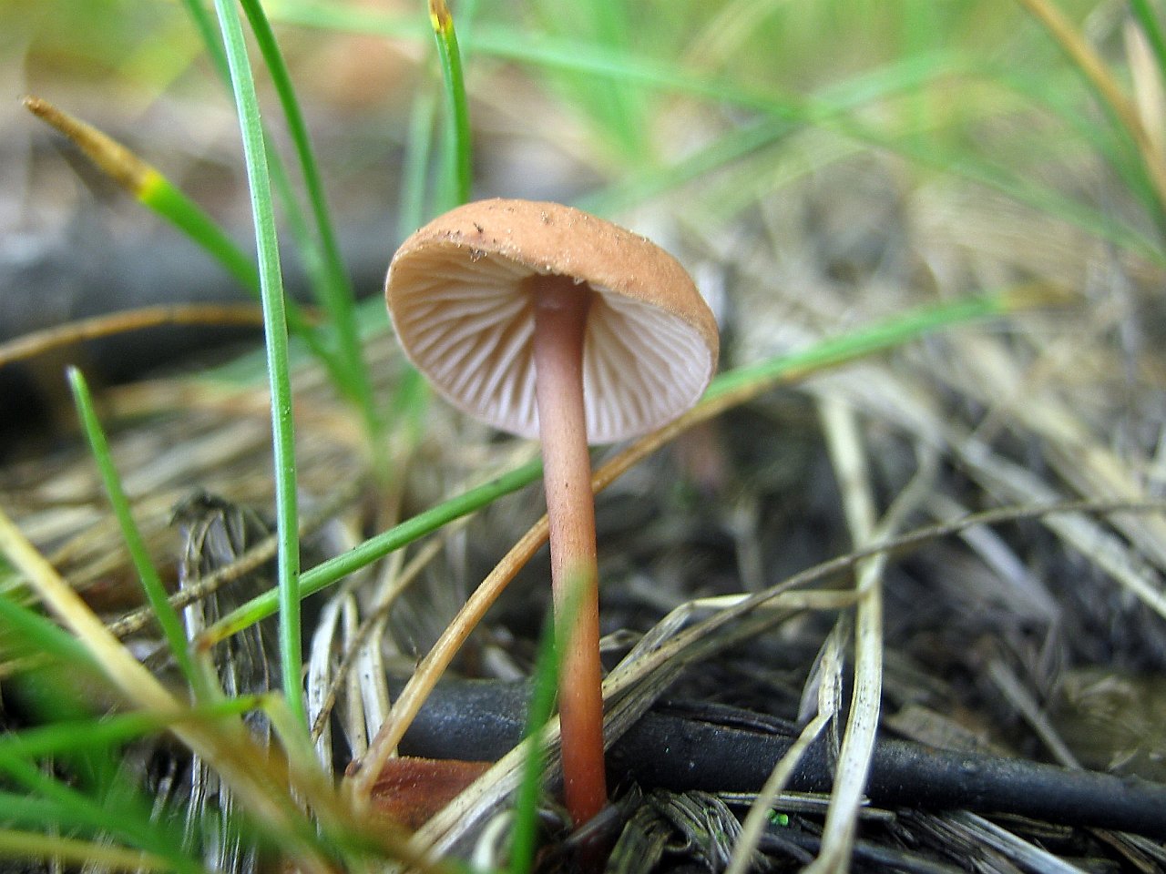 Mycetinis scorodonius