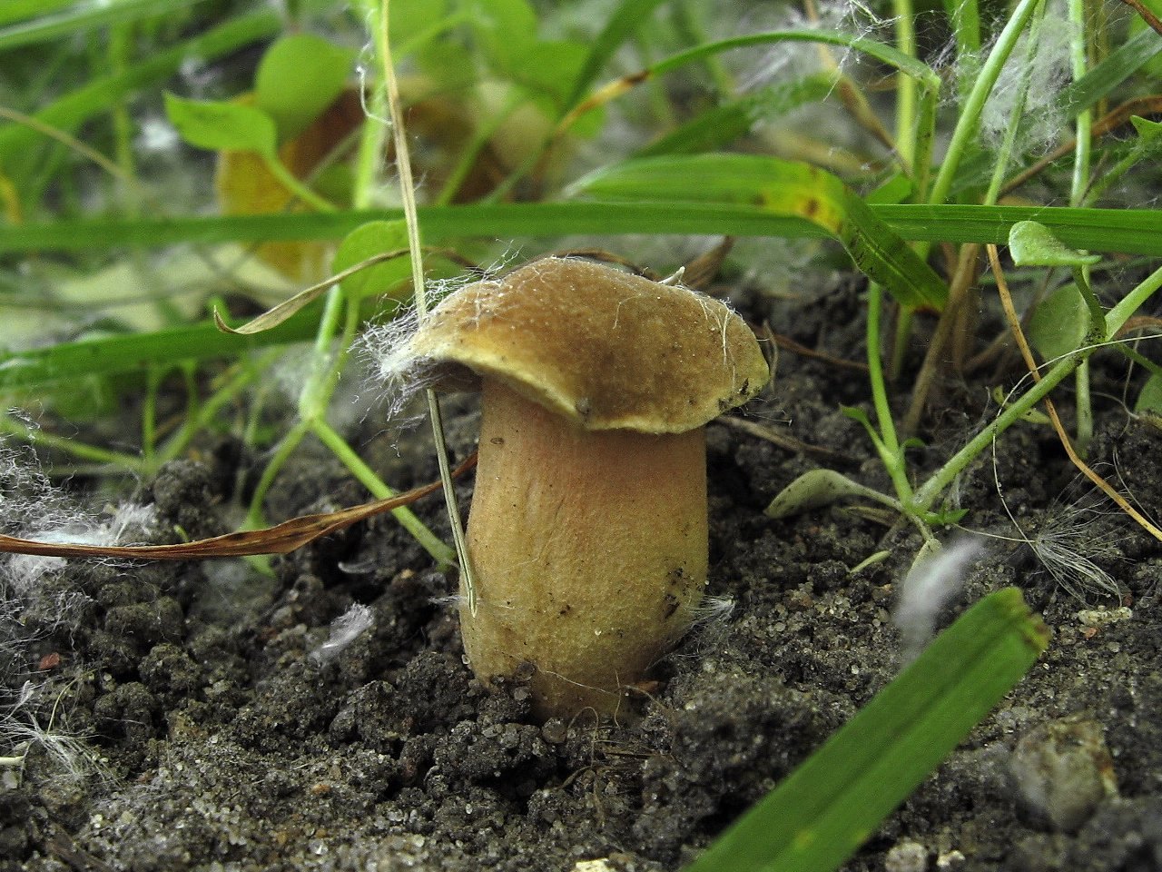 Hortiboletus