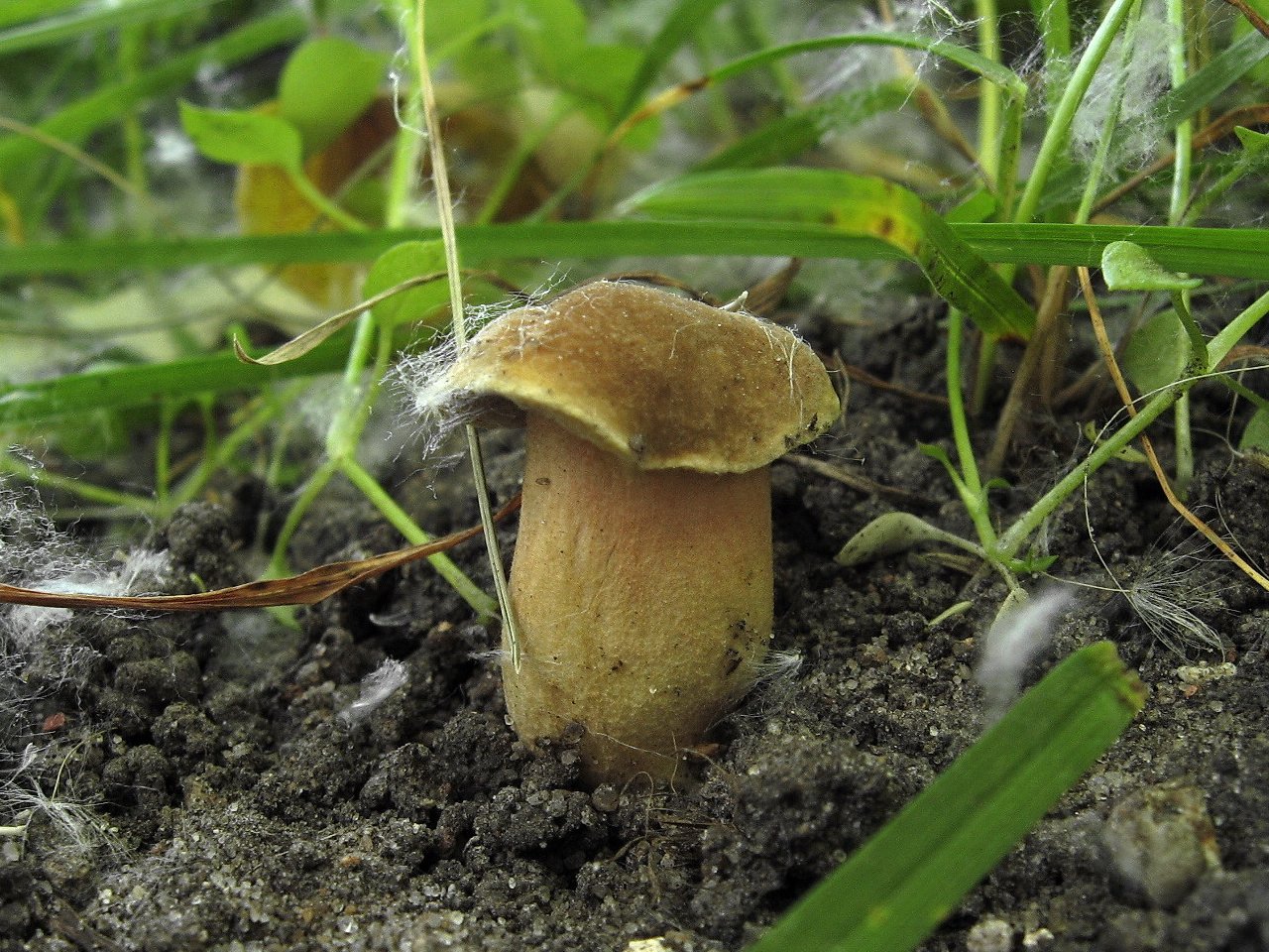 Hortiboletus bubalinus