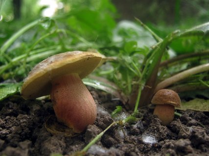 Hortiboletus bubalinus