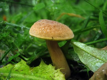 Hortiboletus bubalinus
