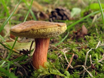 Hortiboletus bubalinus