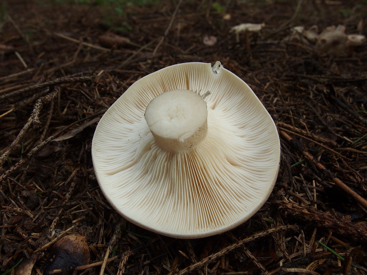 Clitocybe nebularis