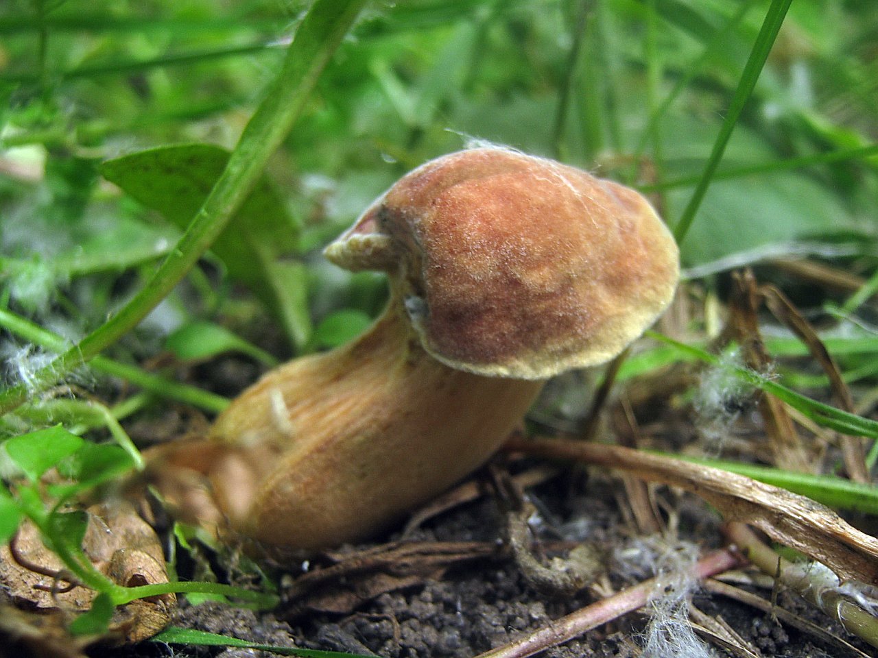 Hortiboletus bubalinus