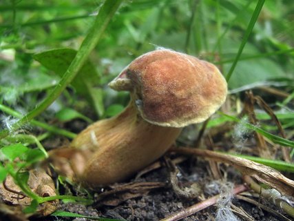 Hortiboletus bubalinus