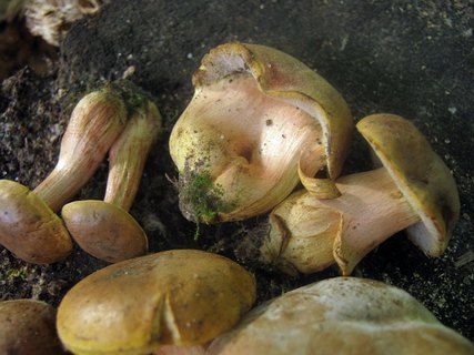 Hortiboletus bubalinus