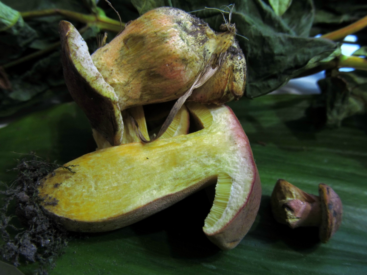 Hortiboletus bubalinus
