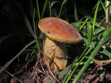 Hortiboletus bubalinus