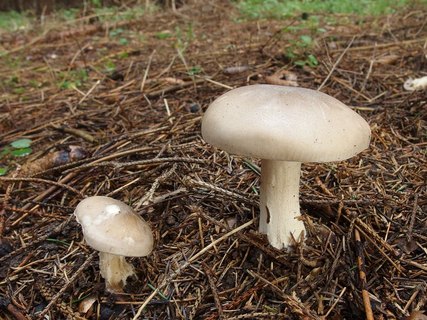 Clitocybe nebularis