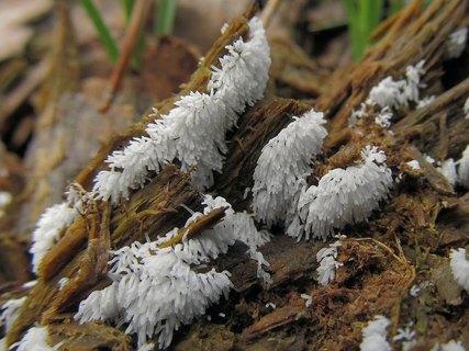 Ceratiomyxa fruticulosa