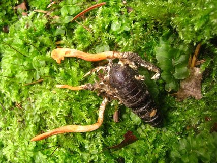 Cordyceps militaris