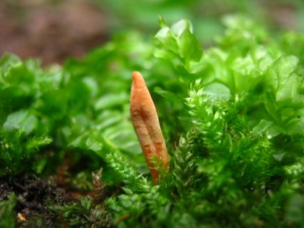 Cordyceps militaris