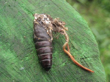 Cordyceps militaris
