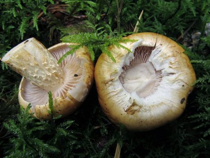 Cortinarius claricolor