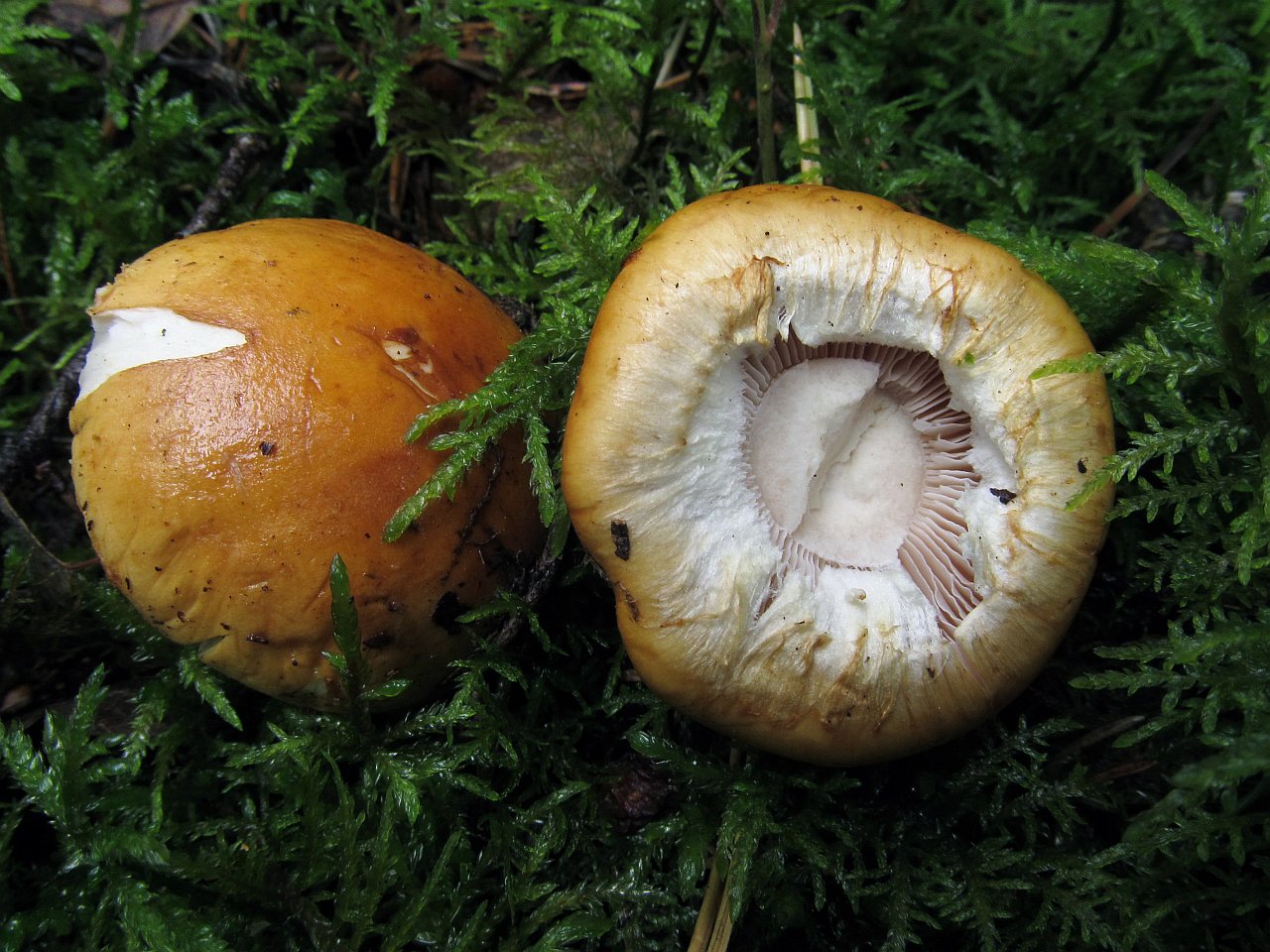 Cortinarius claricolor