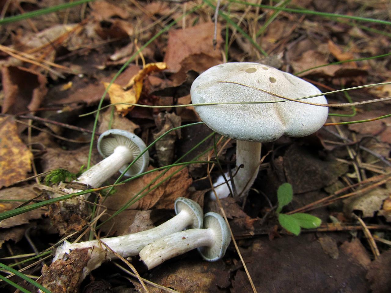 Clitocybe odora