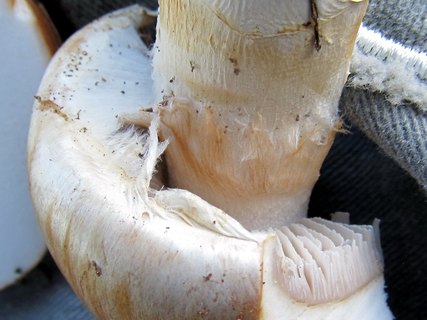 Cortinarius claricolor