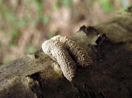Encoelia furfuracea