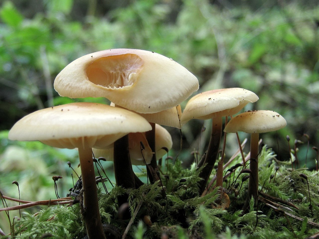 Flammulina fennae