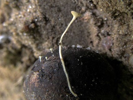 Hymenoscyphus fructigenus