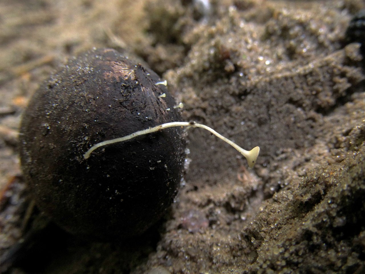 Hymenoscyphus fructigenus