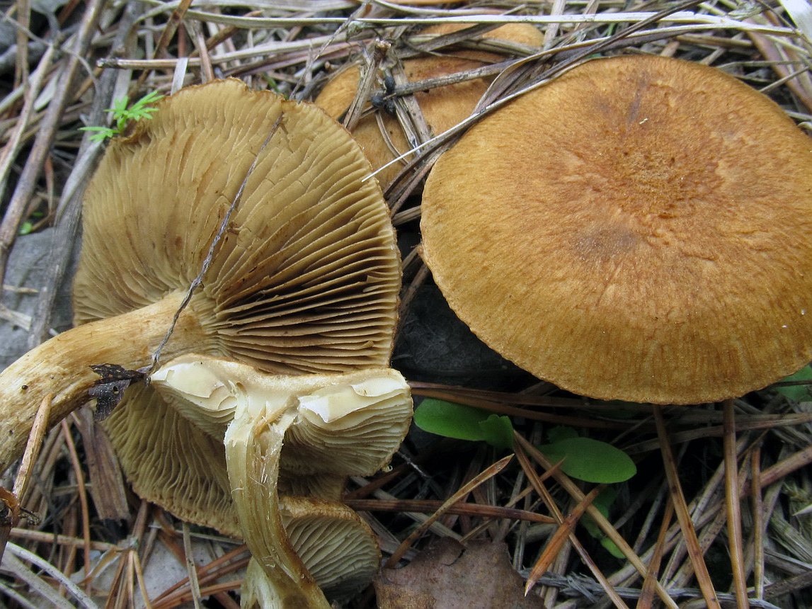 Inocybe heimii