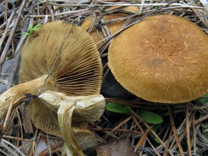 Inocybe heimii