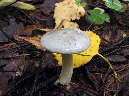Clitocybe odora