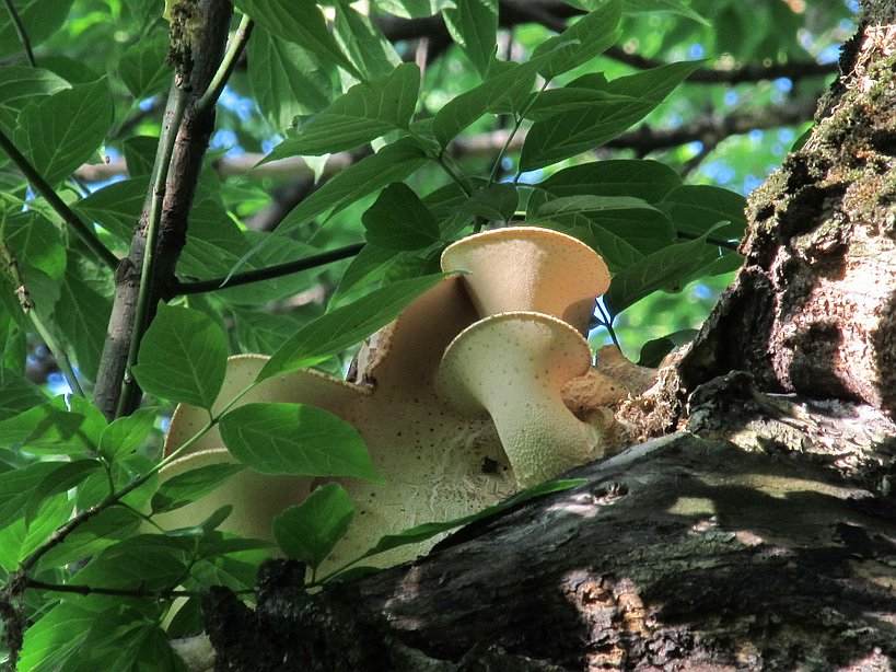 Polyporus tuberaster