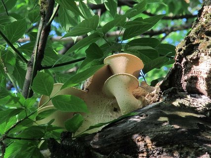 Polyporus tuberaster