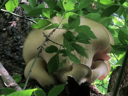 Polyporus tuberaster